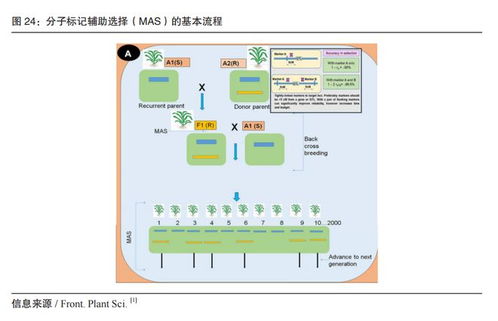 基因技术如何推动生物育种与生物多样性的协同发展